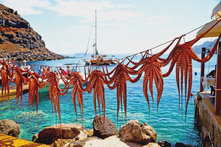 octopus   drying  in   sun  and light