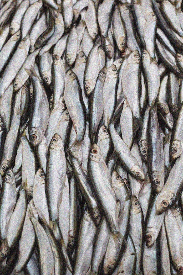 Abundance of fresh fish on market display.