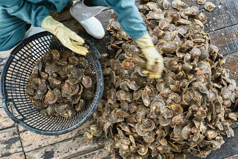 Mollusk sorting process on oyster farm in Vietnam