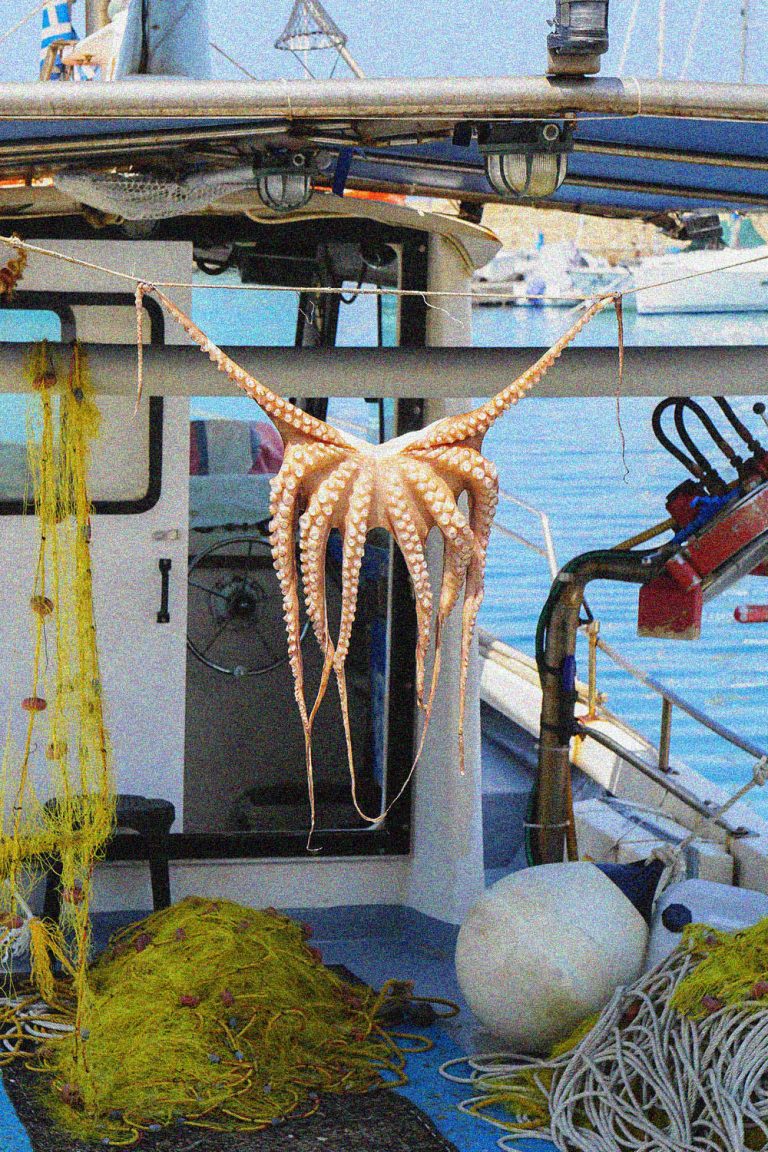 Fresh caught octopus on a fishing boat