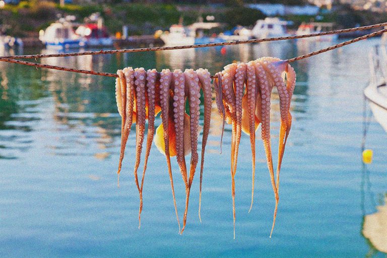 Octopus drying in the sun